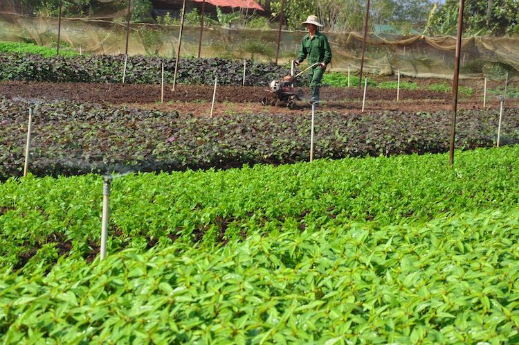 Cho thuê đất trồng rau làm giàu nhanh chóng