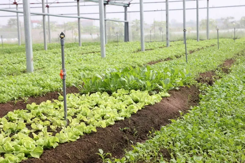 Mô hình làm giàu mới: Kinh doanh thiết bị nông nghiệp tự động