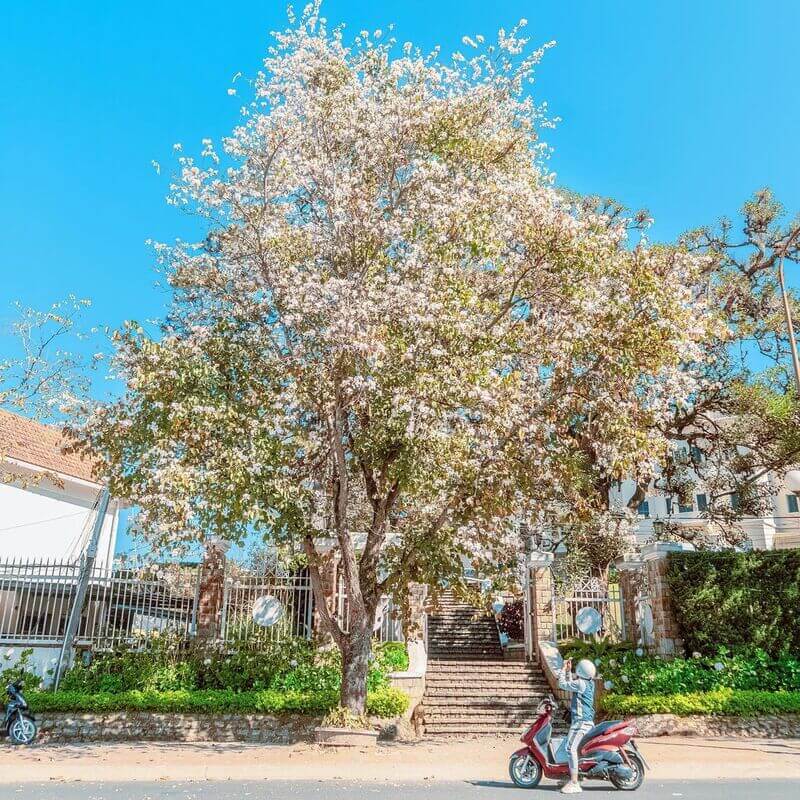 Hoa Ban Trắng Đà Lạt rất cao