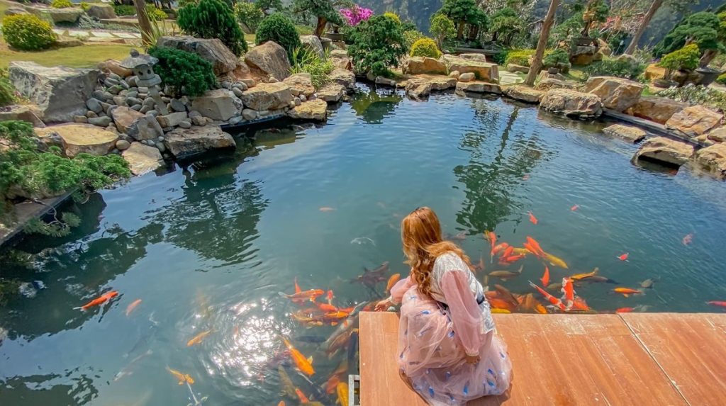 Hồ cá Koi chuẩn phong cách Nhật Bản tại QUE Garden Đà Lạt