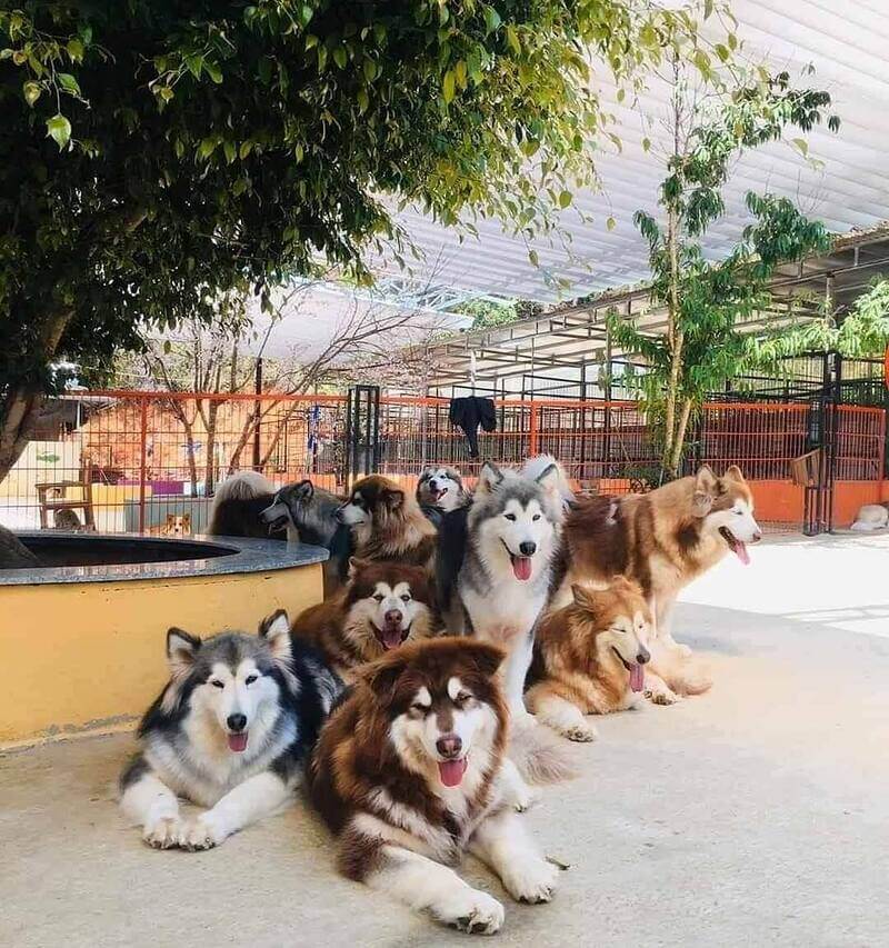 nông trại cún puppy farm đà lạt
