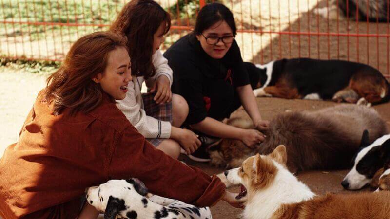 Nông trại cún Puppy Farm có rất nhiều giống chó