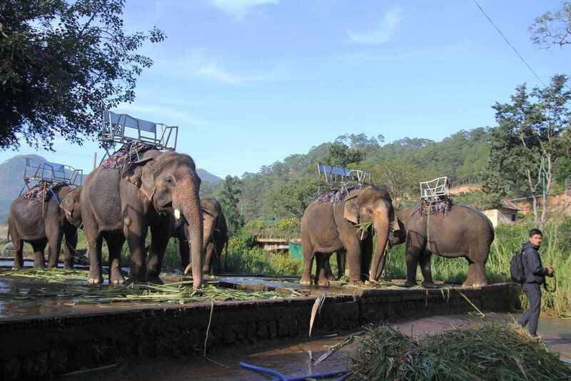 Hoạt động cưỡi voi, đà điểu tại thác Prenn Đà Lạt