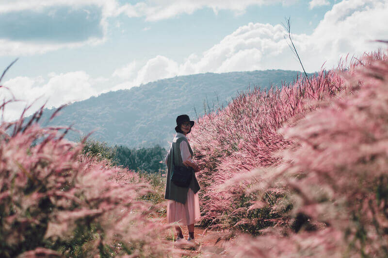 đồi cỏ hồng thung lũng vàng