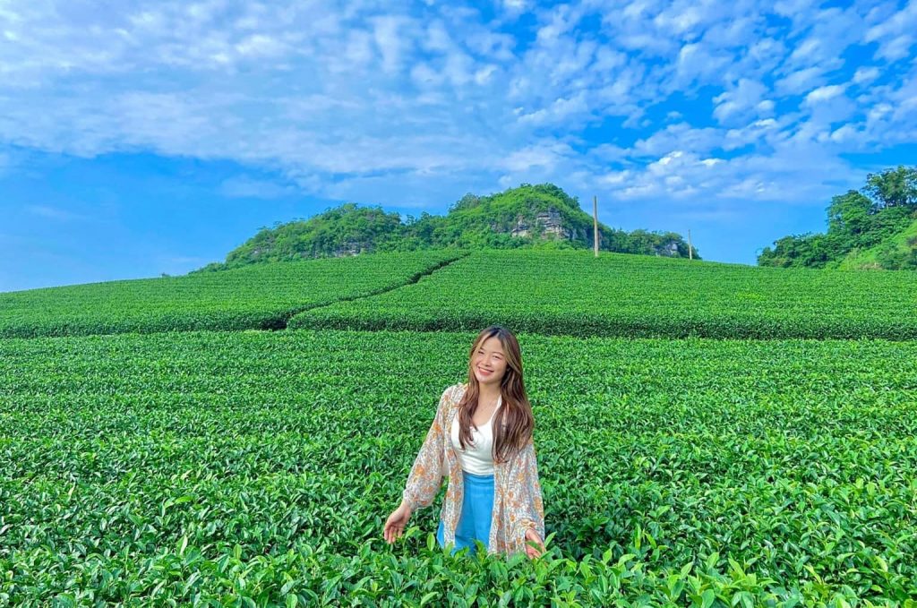 Đồi chè xanh mướt trải dài