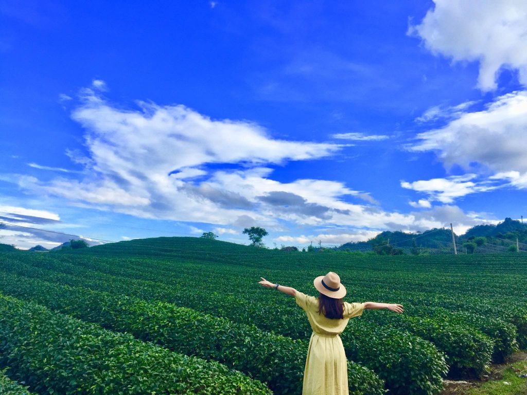 Những đồi chè xanh mướt trải dài